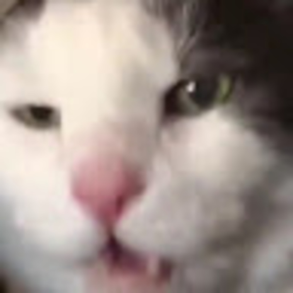 Meet your Posher, Weston